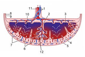 Схема структуры плаценты и маточно плацентарного кровообращения