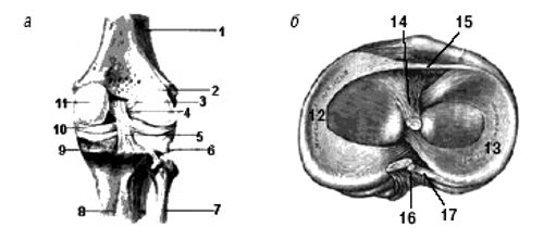 Схема - коленный сустав (а - вид спереди, б - поперечный срез)