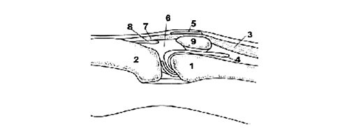 Схема - коленный сустав (вид сбоку)