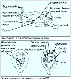 Схема - биометрия плода