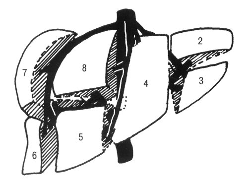 Схема 8 сегментов печени