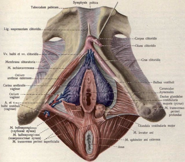 Мышцы тазового дна - иллюстрация из Атласа анатомии человека Р.Д. Синельникова