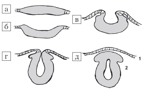 Схема - стадии эмбриогенеза нервной трубки (поперечный разрез): а - медуллярная пластинка; б, в - медуллярная бороздка; г, д - нервная трубка: 1 - роговой листок (эпидермис); 2 - нейральные гребни