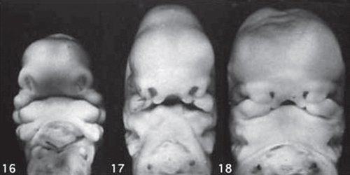 Эмбриологическое развитие нижней челюсти