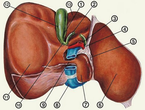 Схематическое изображение положения желчного пузыря на висцеральной поверхности печени: 1 - дно желчного пузыря; 2 - пузырный проток; 3 - собственная печеночная артерия; 4 - воротная вена; 5 - желудочно-печеночная связка; 6 - левая доля печени; 7 - хвостатая доля печени; 8 - нижняя полая вена; 9 - хвостатый отросток; 10 - шейка желчного пузыря; 11 - правая доля печени; 12 - тело желчного пузыря; 13 - квадратная доля печени