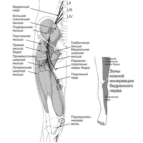 Анатомия бедренного нерва, зоны иннервации и места наиболее частого его повреждения