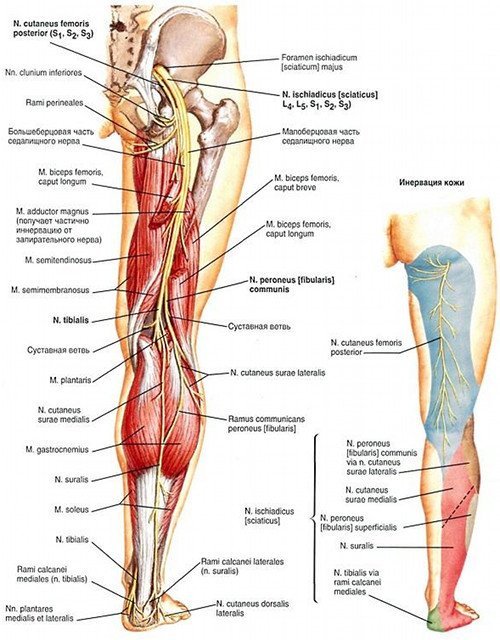 Анатомия седалищного нерва и зоны иннервации