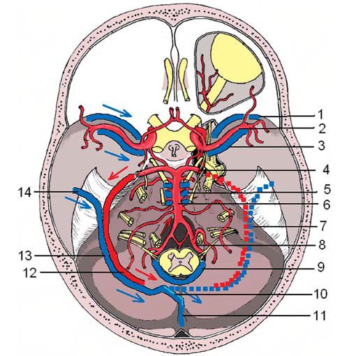 Схема - артерии и вены/венозные сплетения основания головного мозга