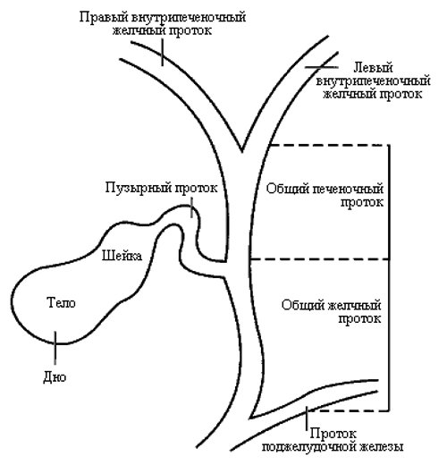 Схема билиарного древа