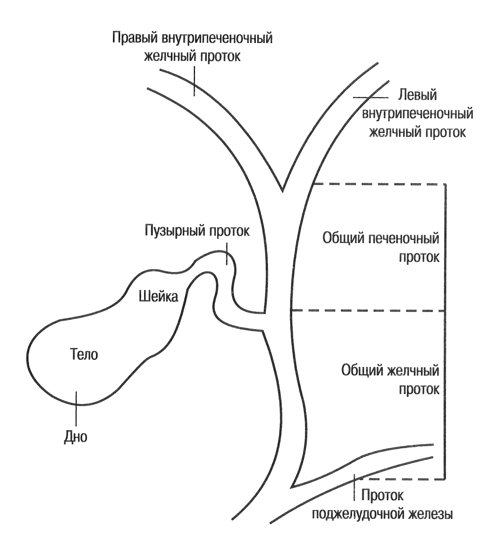 Анатомия желчного пузыря и желчевывадящих протоков