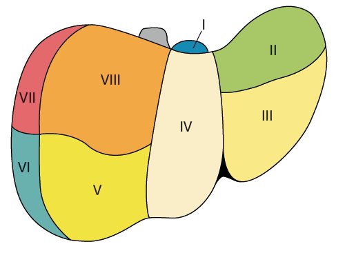 Сегментарное строение печени: вид с диафрагмальной поверхности