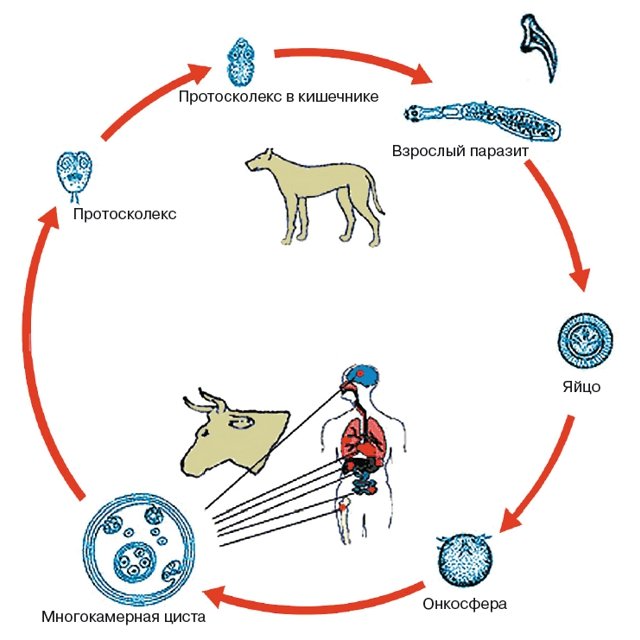 Схема - Жизненный цикл эхинококка