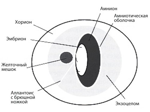 Схема экстраэмбриональных образований плодного яйца в первом триместре