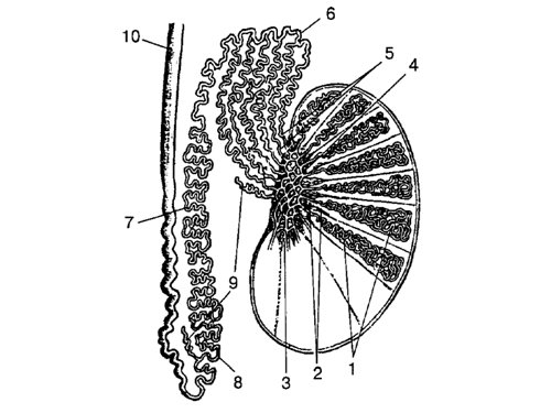 Схематическое изображение нормальной анатомии органов мошонки
