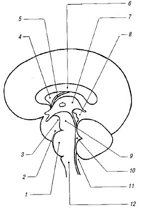 Схема: расположение основных мозговых структур на срединном сагиттальном срезе